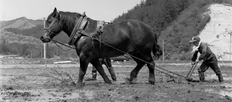 今ではほとんど見られない農耕馬による代かき作業です。以前はどこの農家にも馬が居ました。