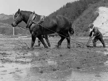 逞しい姿の代かき農耕馬　２・・・馬の後ろで馬鍬に力を入れ、田んぼの底に押しつけながら歩くＮさんです。ボチャン、ボチャンと大きな足が泥を跳ね上げています。