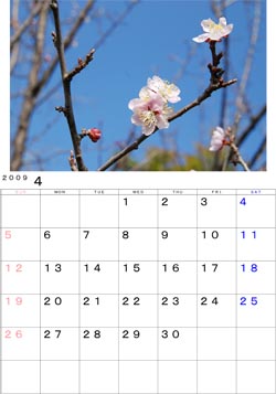 ２００９年４月のカレンダー・・・やっと咲き出した庭の梅です。