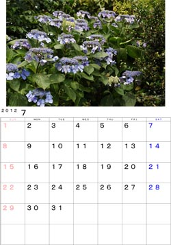 ２０１２年７月のカレンダー・・・我が家の庭先に咲くアジサイ。