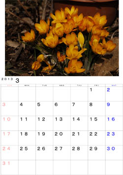 2013年3月のカレンダー・・・三月には開花する庭のクロッカス。