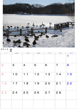 2014年2月のカレンダー・・・厳冬の中、金ヶ崎赤石堤でひっそりと遊ぶ白鳥とカモ達です。一頃は人気があったのですが、鳥インフルで接近できなくなりました。