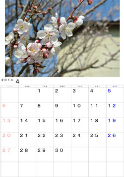 2014年4月のカレンダー・・・天候不順の日が続きますが、やっと咲き出した庭の梅です。追いかける様にしてサクラが咲きます。