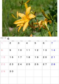 2014年6月のカレンダー・・・かなり以前に山野から庭に移植したニッコウキスゲです。