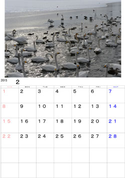 2015年2月のカレンダー・・・盛岡市高松の池の白鳥達、まだ氷が溶けないこともあり混み合っていました。