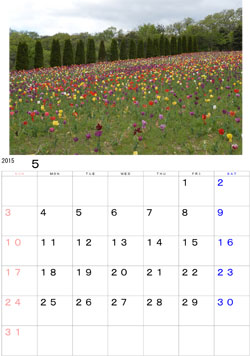 2015年5月のカレンダー・・・一関市藤沢町にあるアーク牧場、一面にチューリップが咲き誇っていました。