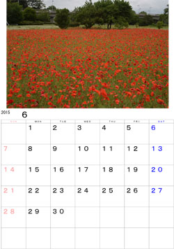 2015年6月のカレンダー・・・北上市和賀川河畔にある公園に咲き誇るポピー、一面の赤い絨毯でした。