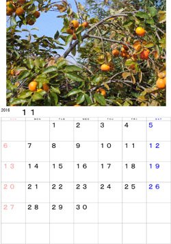 2016年11月のカレンダー・・・家の裏の柿の木です。たわわに実るとはこのことを言います。
