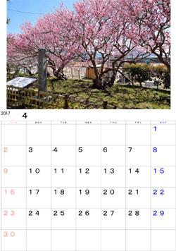 2017年4月のカレンダー・・・山田町大沢地区の民家に咲き誇る臥龍梅の見事な姿です。