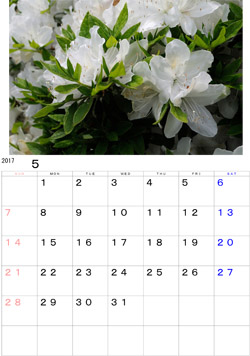 2017年5月のカレンダー・・・庭先で咲き誇る白つつじです。