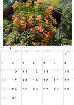 2017年7月のカレンダー・・・庭先で咲き誇るノウゼンカズラ、夏の訪れを感じさせます。