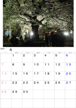 2019年4月のカレンダー・・・水沢公園夜桜の様子です。桜を観る人達で賑わっています。