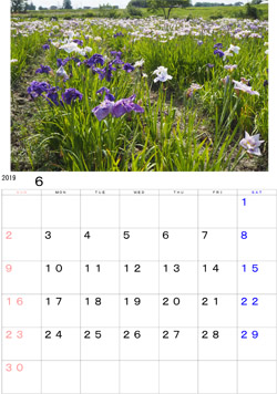 2019年6月のカレンダー・・・奥州市水沢胆沢城跡阿山祭りの時の画像です。一面に咲き乱れている様は、一見の価値があります。
