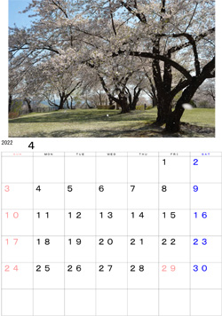 2022年4月のカレンダー・・・紫波町城山公園のサクラの風景です。小高い丘の上にあり、眼下には岩手山が遠望出来ます。