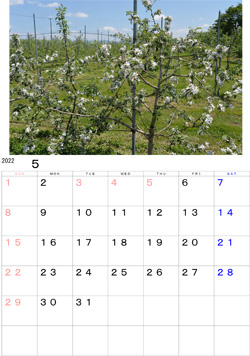 2022年5月のカレンダー・・・奥州市江刺愛宕（おだき）地区にはりんご園が多くあり、今開花の真っ盛りです。ほぼ純白の彩りはきれいです。