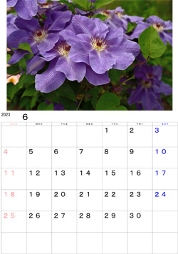 2023年6月のカレンダー・・・庭に咲いているクレマチスの花、濃紺の色に目が引かれます。