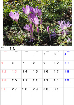 2025N10J_[EEEō炫R`JAォ瑾z𓖂ĂĂ݂܂B