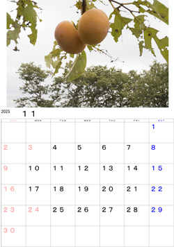 2025N11J_[EEEzzzzzzzzzzzzzzzzzzznn߂Ê`ixL`jłB