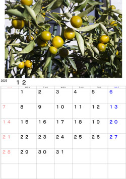 2025�N12���J�����_�[�E�E�E�n���n�߂������̎��ł��B