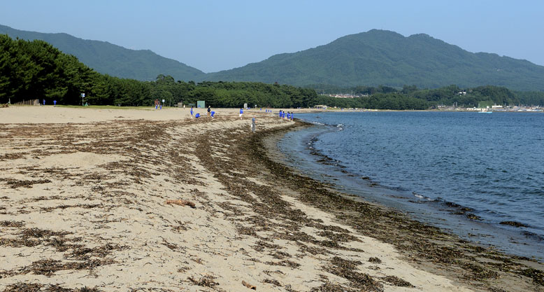 シーズンオフでもあり、波打ち際が押し寄せた海藻等で汚れています。高田第一中学校の生徒達が海岸をきれいにする奉仕活動の最中でした。