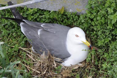 抱卵中のウミネコ、何故か目線が合います。