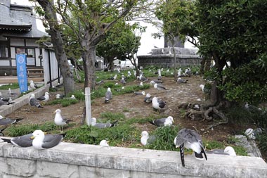 境内にあふれるウミネコ達 1