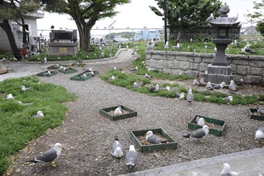 境内にあふれるウミネコ達 2