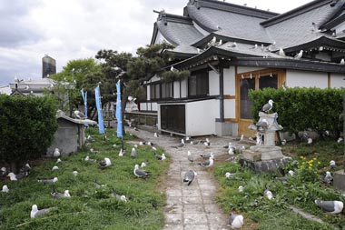 境内にあふれるウミネコ達 3