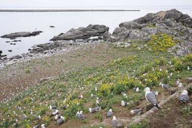 蕪島の上から海側を見下ろす 2
