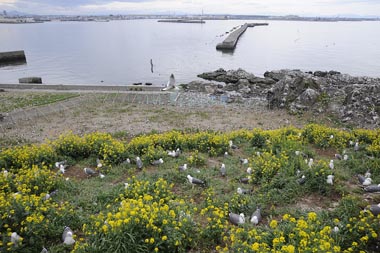 蕪島の上から海側を見下ろす 4