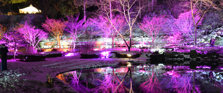 桜色にライトアップされた木々の様子と池に映りだした木々の様子。