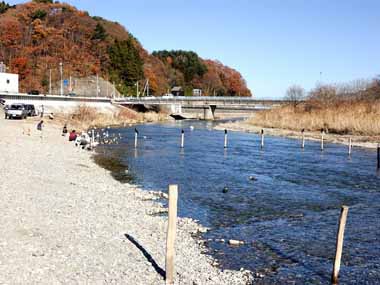 津軽石川の下流です。川の中の杭は、ここに鮭を捕るための網を仕掛けるためのものです。