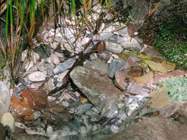 第２流入口　４・・沈殿した炭酸カルシウムは岩に付き白い粒々になりざらざらしていました。　