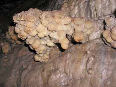 洞穴サンゴの一種。
