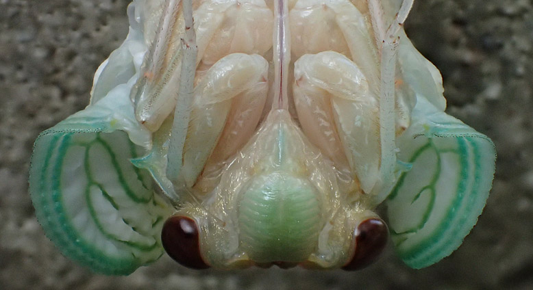 幼虫が殻から抜け出し、反っくり返った状態でぶら下がっている場面で頭部だけの切り取り画像。
