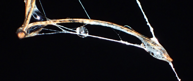 クモの糸に引っかかった松の葉と水滴