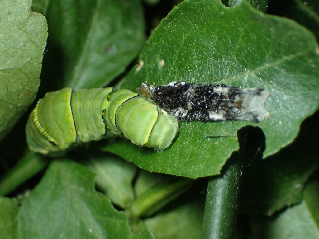 クロアゲハ幼虫 蛹化と羽化の様子 １
