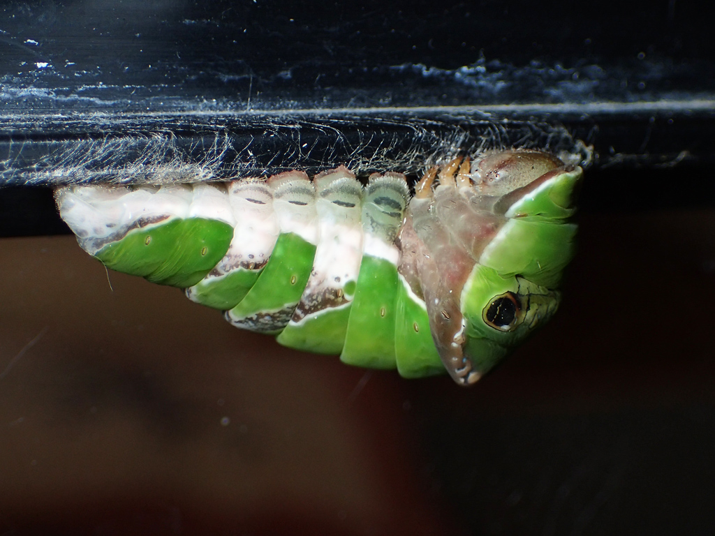 クロアゲハ幼虫 蛹化と羽化の様子 ２