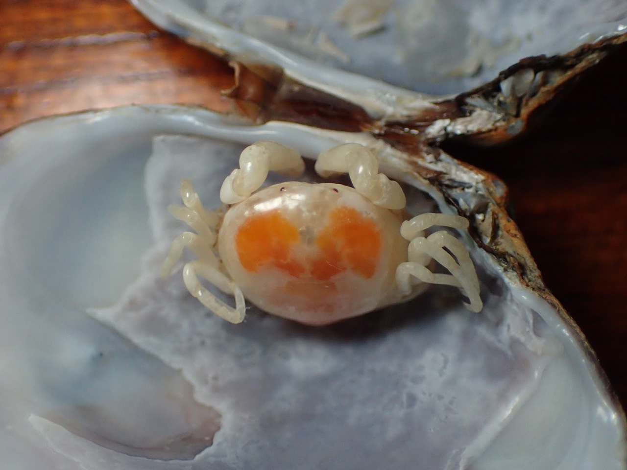 アサリに寄生するカニ