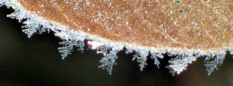 ベニカナメの葉（枯葉）のほとりで成長した霧氷の結晶です。