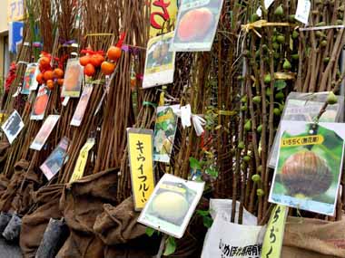 秋の互市 1・・・果樹の苗木の売り場にて。