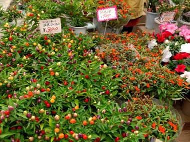 秋の互市 3・・・色とりどりの鉢植えの植物。