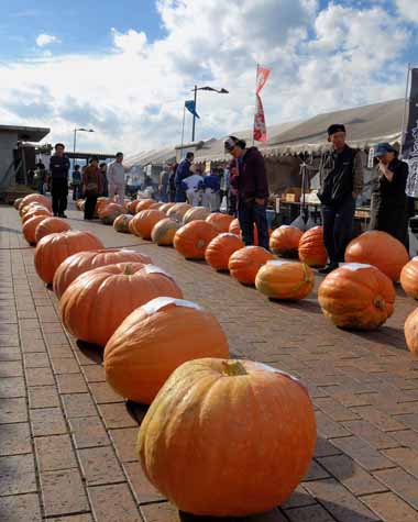 広場に並んだジャンボかぼちゃです。数が多いので、私もですが皆さんにとっても珍しい光景でした。
