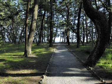 松林の中に整備された遊歩道があります。