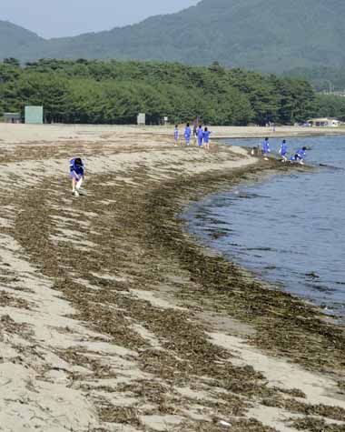 打ち上げられた海草が気になる砂浜　２・・・もくもくとゴミ拾いをする生徒さん達です。ずーっと向こうの砂浜まで居りました。