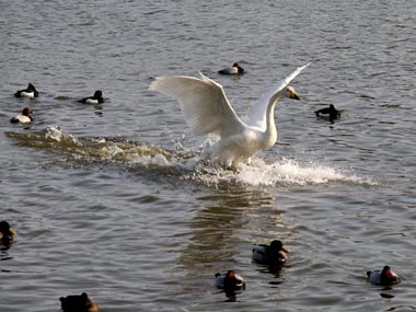 北帰行間近の白鳥たち・・・、ふわーと飛んできて着水します。思わず見とれてしまいました。