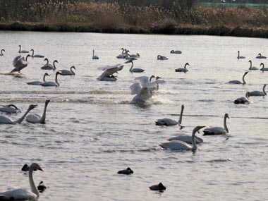 無数の白鳥たちが飛んだり着水したりしています。