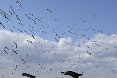 大空を舞飛ぶウミネコたちです。