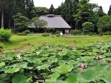北上市和賀町・多聞院伊澤家にある池で咲き出した中尊寺ハスです。