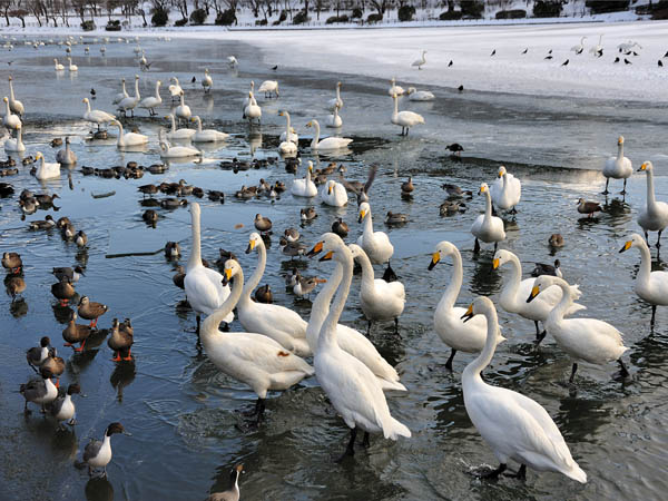 盛岡市高松の池の白鳥達。